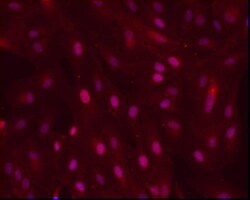 Pax6 Antibody, Novus Biologicals 0.1mg; Unlabeled:Antibodies, Polyclonal